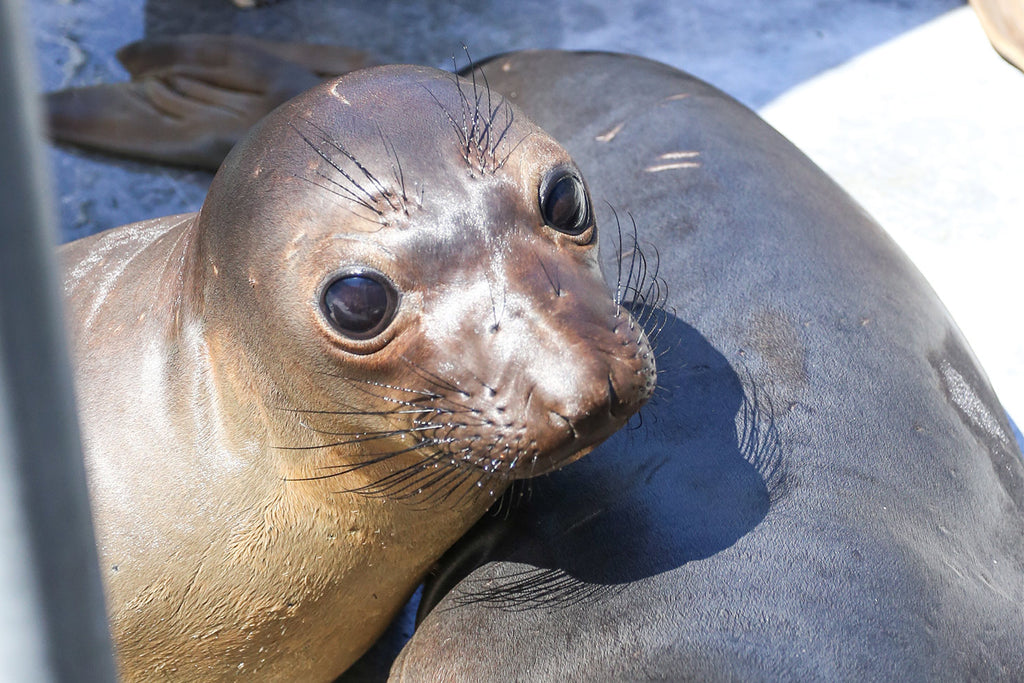 Giving Back: Spotlight with the Pacific Marine Mammal Center